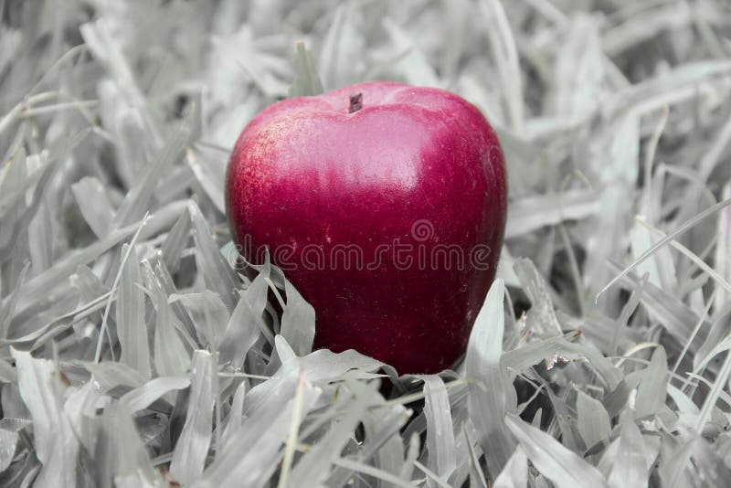 One red apple on black and white grass background royalty free stock photos