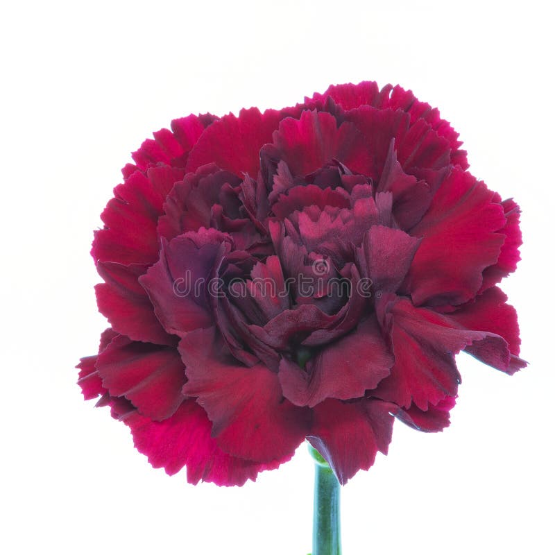 One red blooming Carnation, Pink, Pinks Dianthus flower isolated on a white background