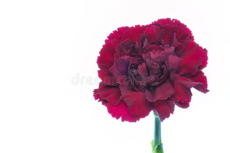 One red blooming Carnation, Pink, Pinks Dianthus flower isolated on a white background