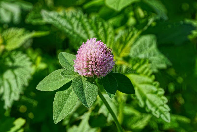 Red clover flower on a stalk with green leaves