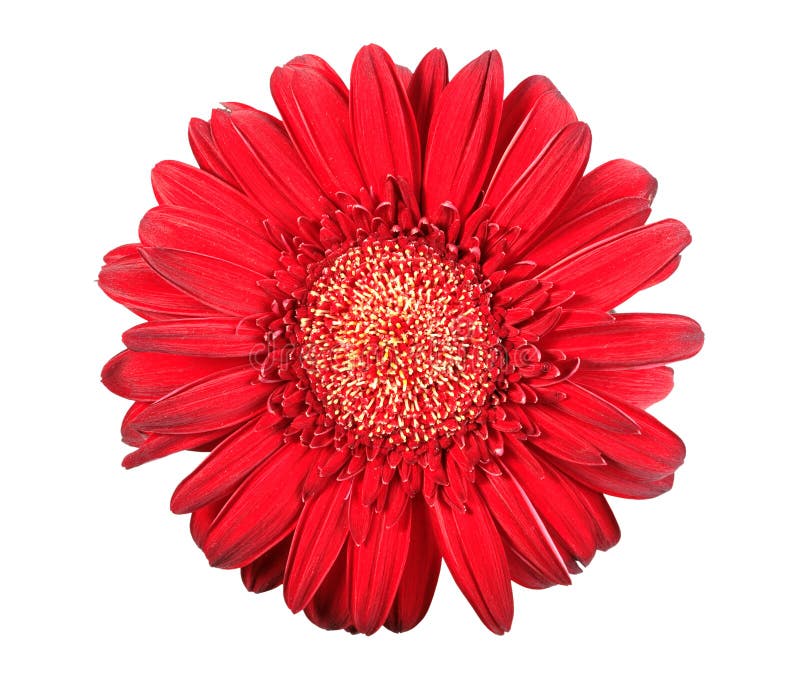 One red flower stock photo. Image of simplicity, transvaal - 14474236