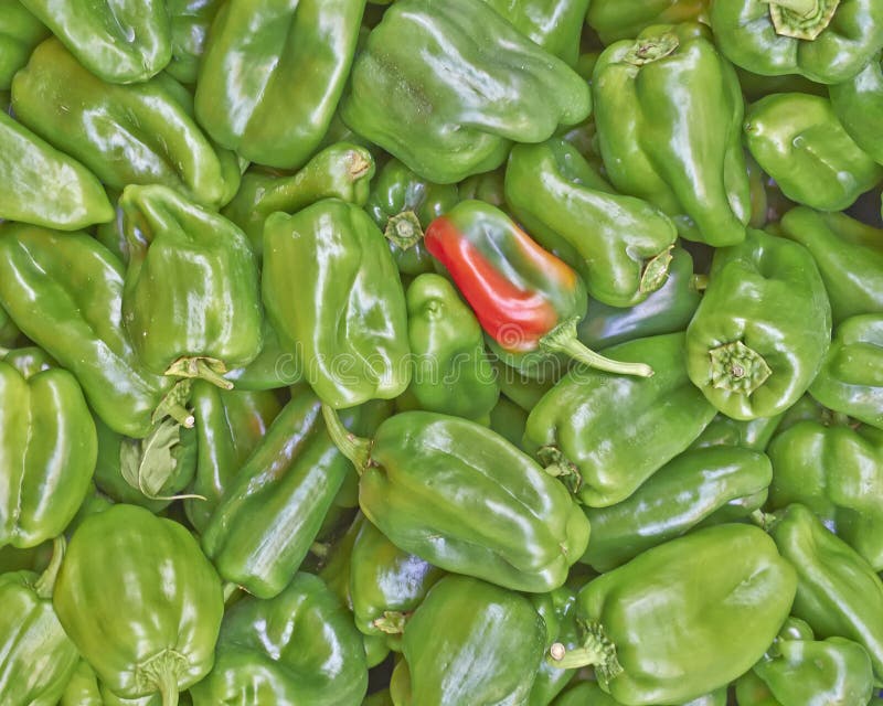 One Red on Green Bell Peppers Stock Photo Image of diet, peppers