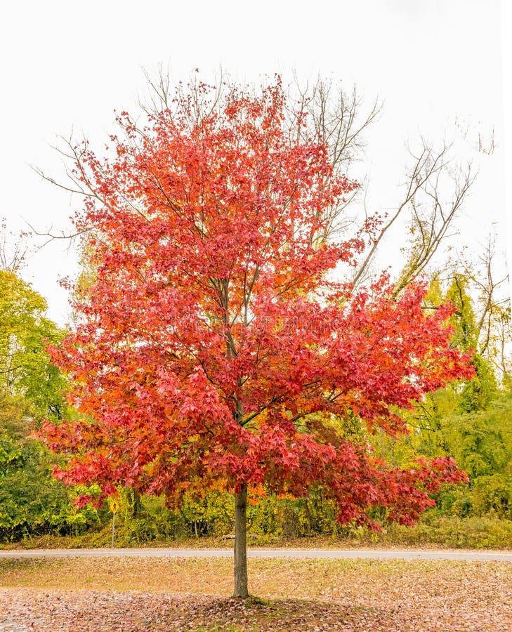 One red maple tree, acer rubrum, swamp, water or soft maple, upstate rural New York Autumn color and  gray sky. One red maple tree, acer rubrum, swamp, water or soft maple, upstate rural New York Autumn color and  gray sky