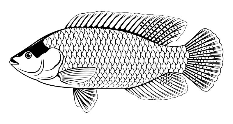Tilapia Fish Stock Illustrations – 779 Tilapia Fish Stock Illustrations,  Vectors & Clipart - Dreamstime