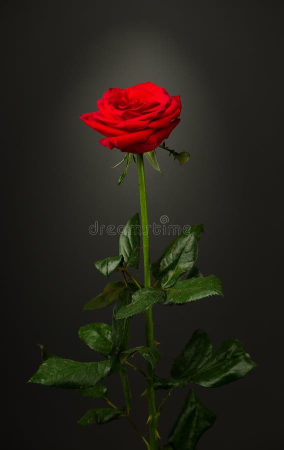 8,429 Single Red Rose Black Background Stock Photos Free & Royalty
