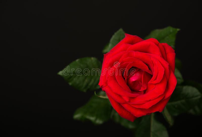 One Red Rose on Black Background Stock Image Image of natural