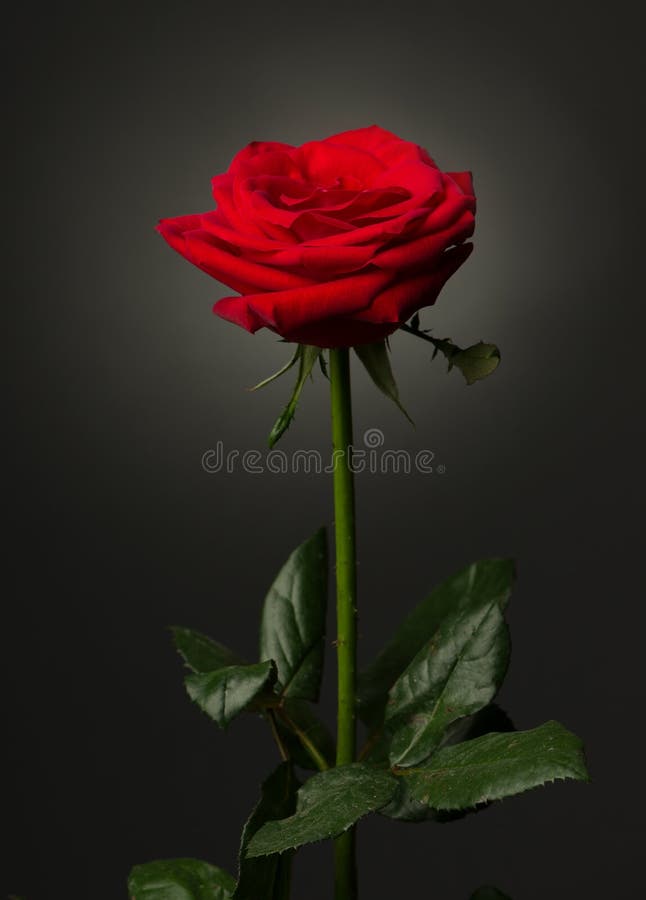 One Red Rose on Black Background Stock Image Image of nature, black