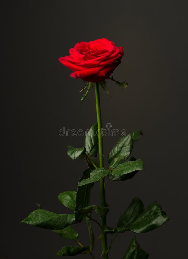 8,656 Single Red Rose Black Background Stock Photos Free & Royalty