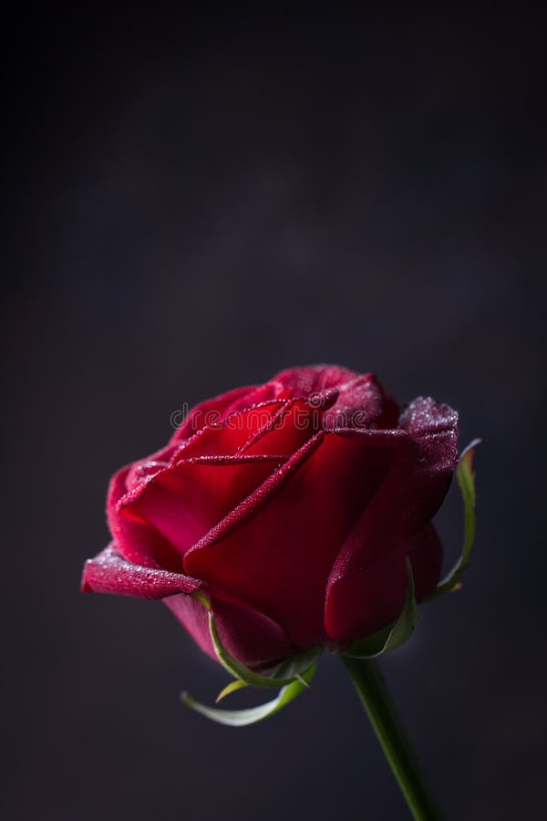 Hoa hồng đỏ trên nền đen là một bức hình cực kỳ ấn tượng và thu hút. Các thân hoa màu đỏ đậm của cành hoa hồng nổi bật trên nền đen trông thật sự rực rỡ. Hãy chiêm ngưỡng bức hình đẹp này để trang trí màn hình điện thoại của bạn.