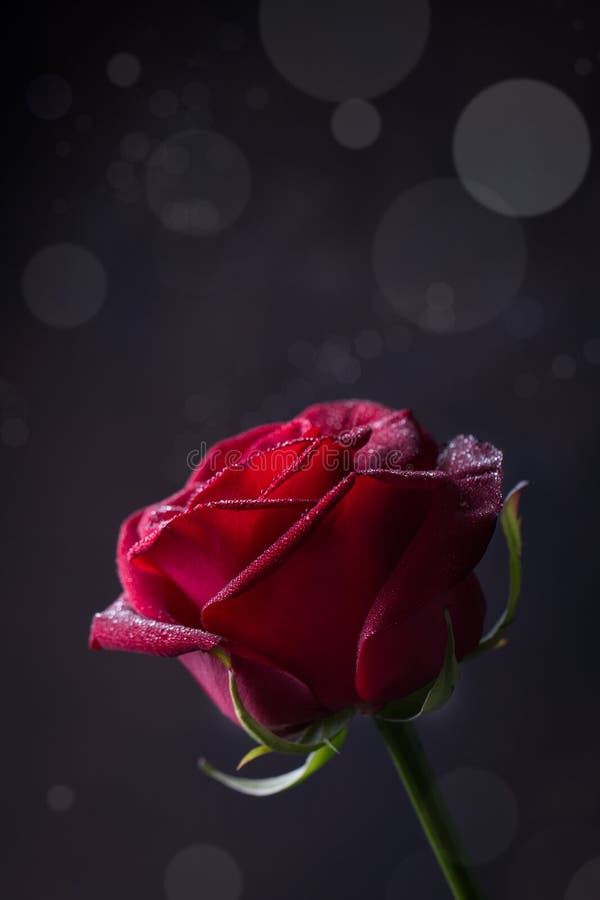 One Red Rose on a Black Background Stock Photo Image of colors, fresh