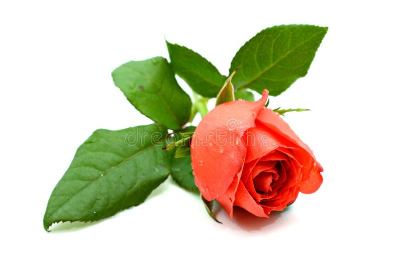 Red Rose on White Background Stock Image Image of floristry, flora