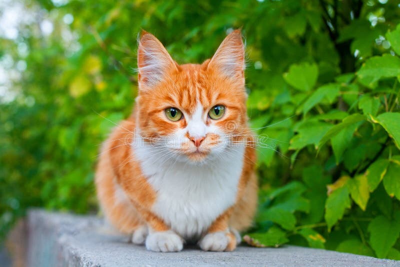 One Red and White Color Cute Cat Close Up, Tree Branch Green Leaves  Background, Green Eyes Ginger Furry Pretty Kitty, Summer Stock Image -  Image of little, green: 159152921