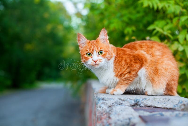 One red and white color cute cat on tree branch green leaves blurred background close up, ginger furry pretty kitty, copy space