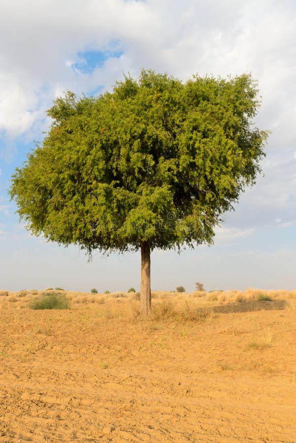 One rhejri tree in desert undet blue sky