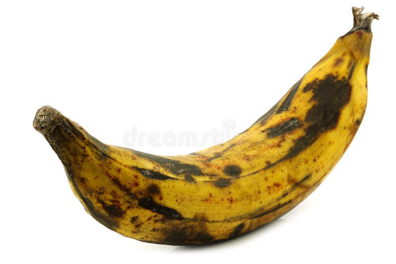 One Ripe Baking Banana (plantain Banana) Stock Image Image of