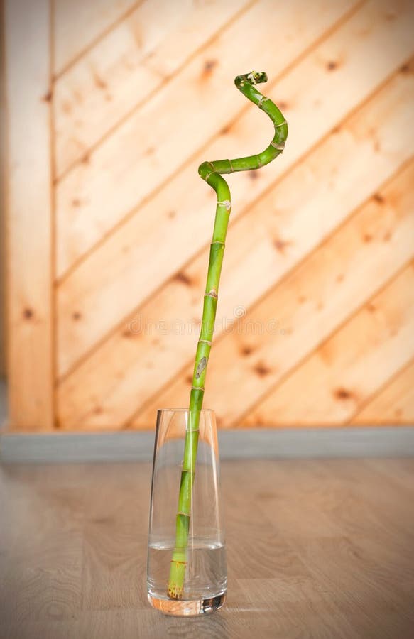 One Root Bamboo in a Clear Glass Vase on the Floor Stock Photo Image