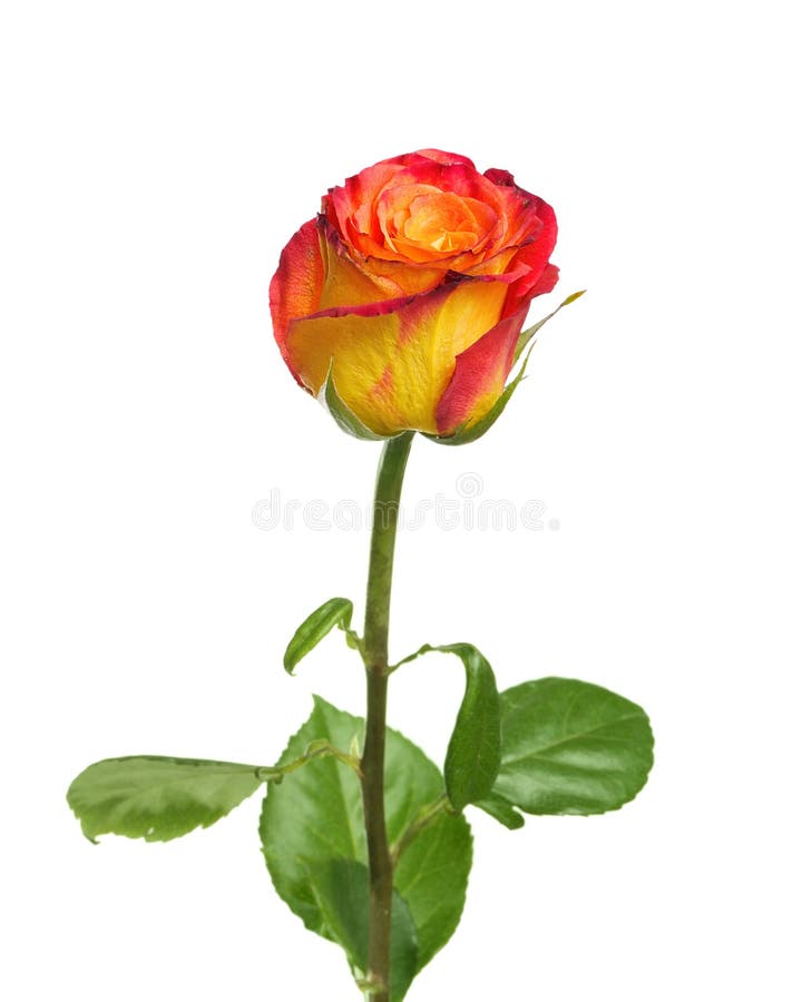Watercolor Rosebud Isolated on White. Hand Draw Illustrations. Stock Image  - Image of drawing, birthday: 242555941