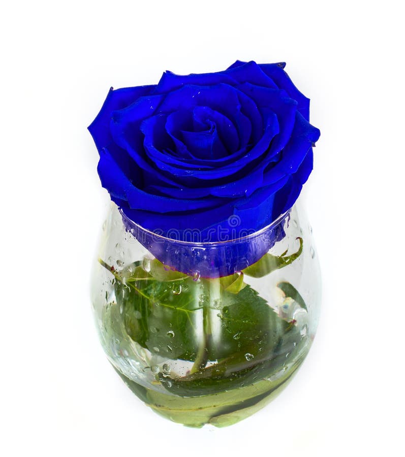 One Rose in a Glass on a White Background, Stock Photo Image of