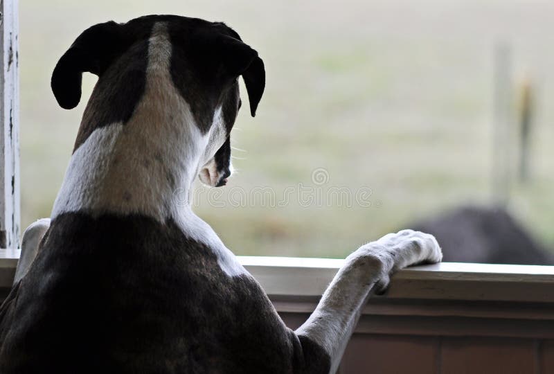 One Sad Dog Standing Looking Out Open Window Stock Photo Image 34619490