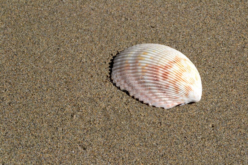 One sea shell on the sand