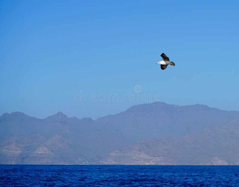 One seagull flying in the blue sky stock photo One seagull flying in the blue sky stock photo