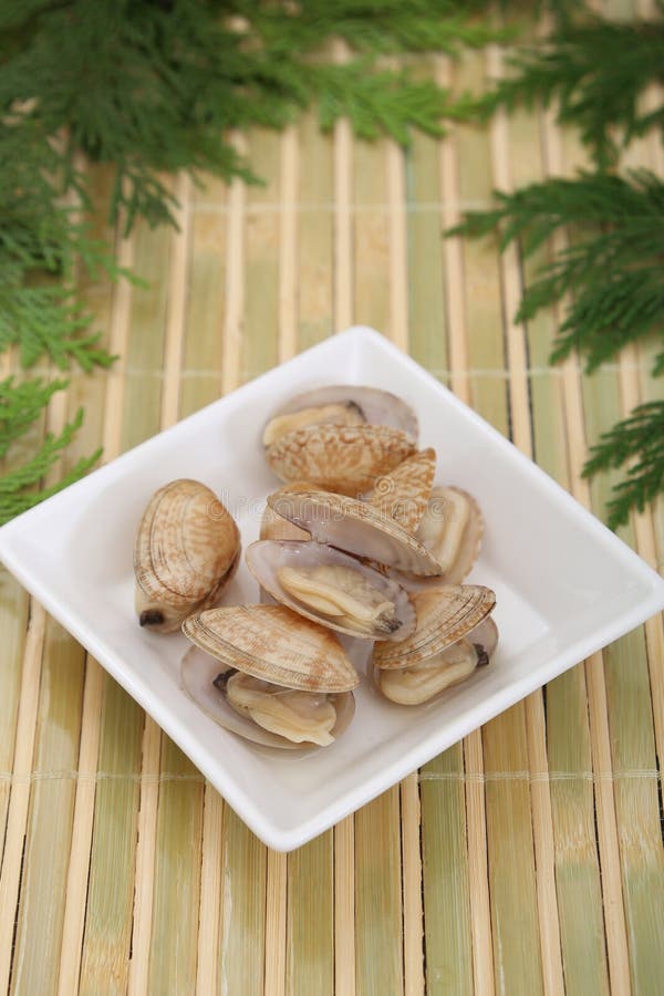 It is the Edible Shellfish Called the Shortnecked in Japan. Stock