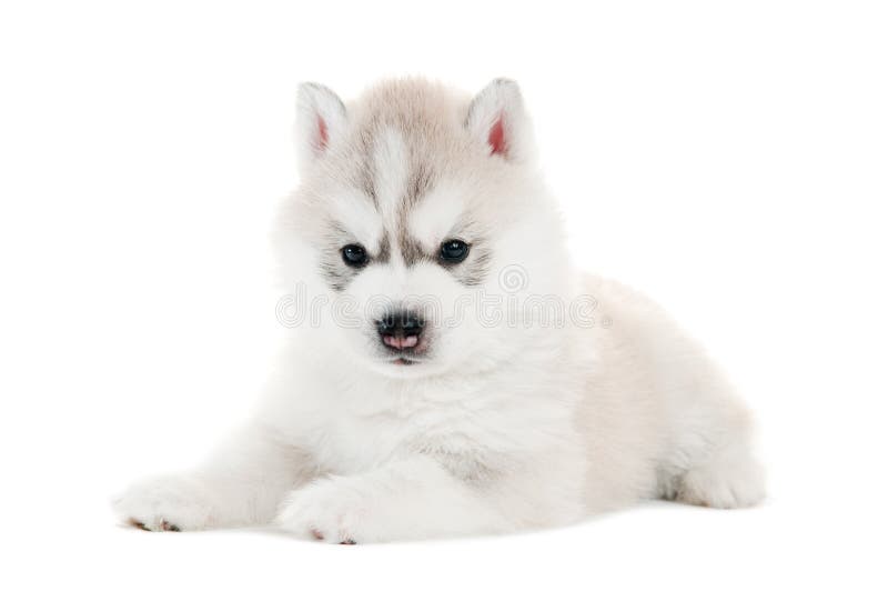 One Siberian husky puppy isolated stock images One Siberian husky puppy isolated stock images