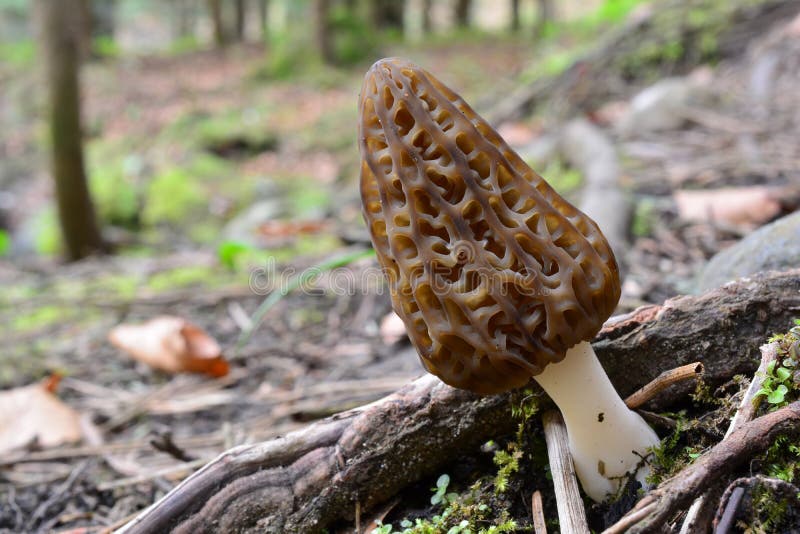 One Single Black Morel, Copy Spaceon the Left Stock Photo Image of