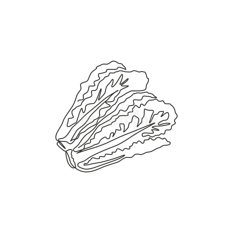 Continuous Line Drawing Lettuce Stock Illustrations – 81 Continuous ...