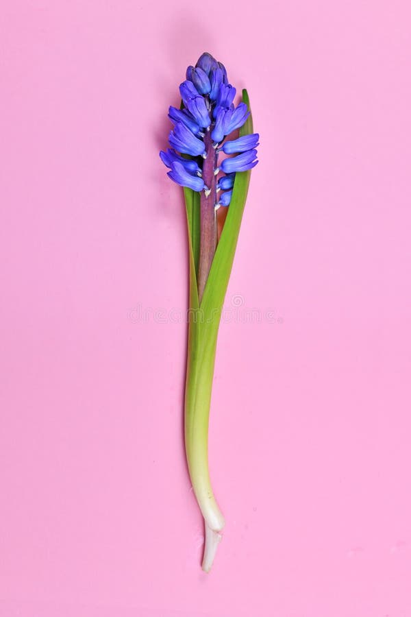 Nền tím hyacinth đích thực là một bức tranh thiên nhiên đầy màu sắc và tuyệt đẹp. Hình ảnh này đánh thức những cảm xúc và nghĩa cảm tốt đẹp nhất của con người. Hãy đắm mình trong vẻ đẹp cổ điển của nền tím hyacinth và thưởng thức một khoảnh khắc tuyệt vời của sự độc đáo.