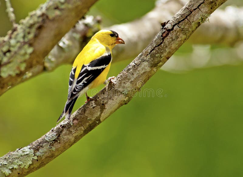 One single small yellow bird sitting on a branch.