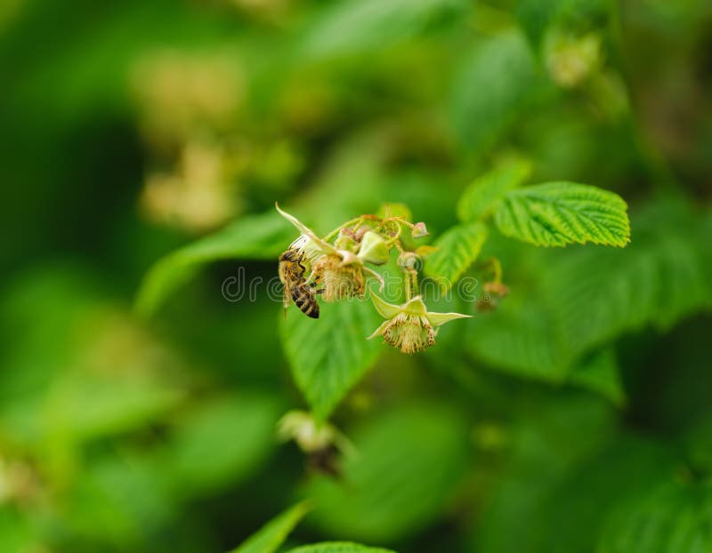 One Small Bee Pollination Flower on Raspberry Cane Stock Photo Image of raspberry, branch