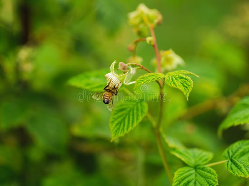 One Small Bee Pollination Flower on Raspberry Cane Stock Photo Image