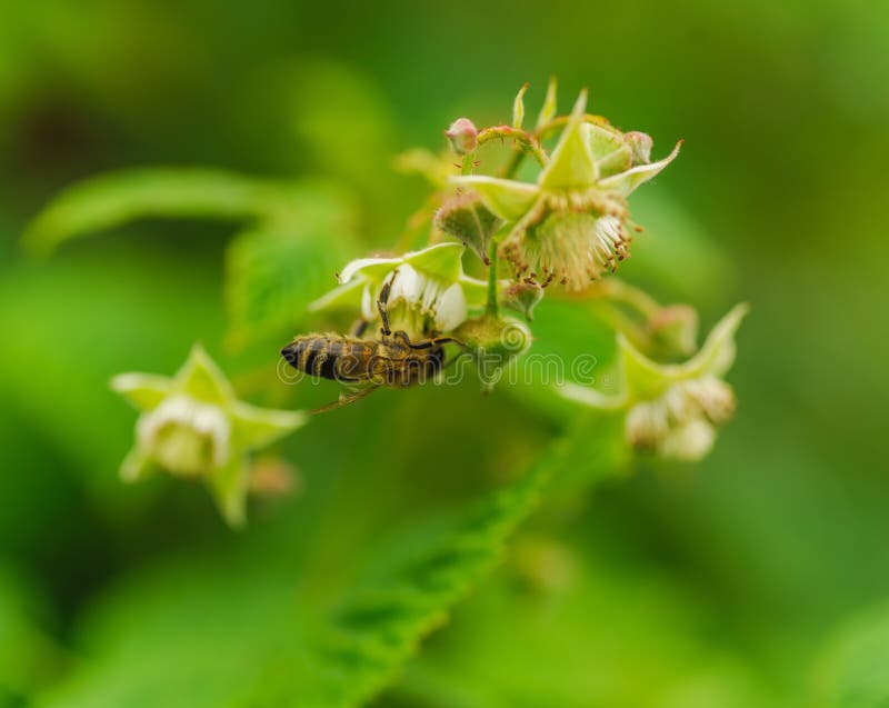 One Small Bee Pollination Flower on Raspberry Cane Stock Image Image of bright, daylight 72911303