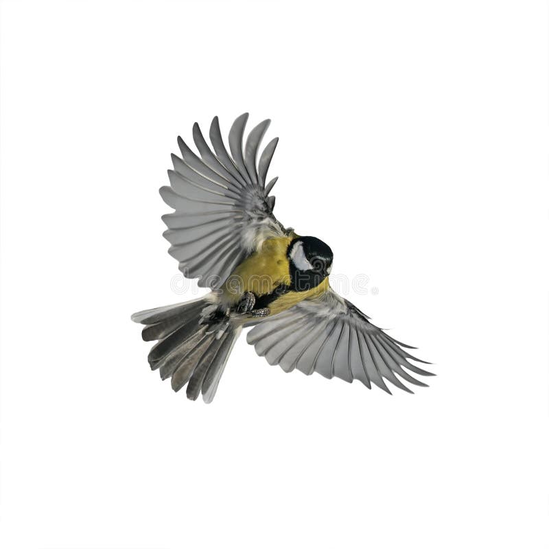 One small bird tit with large wings and spread feathers flying on white isolated background