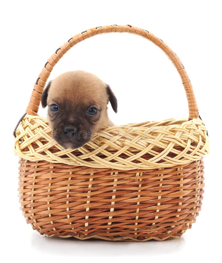 One small dog in a basket. stock image. Image of love 107899029