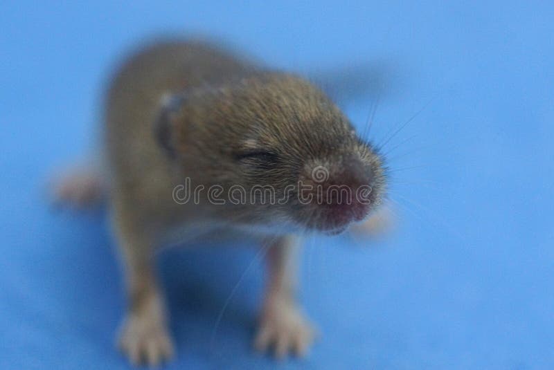 One small gray blind mouse stock photo. Image of little 197454362