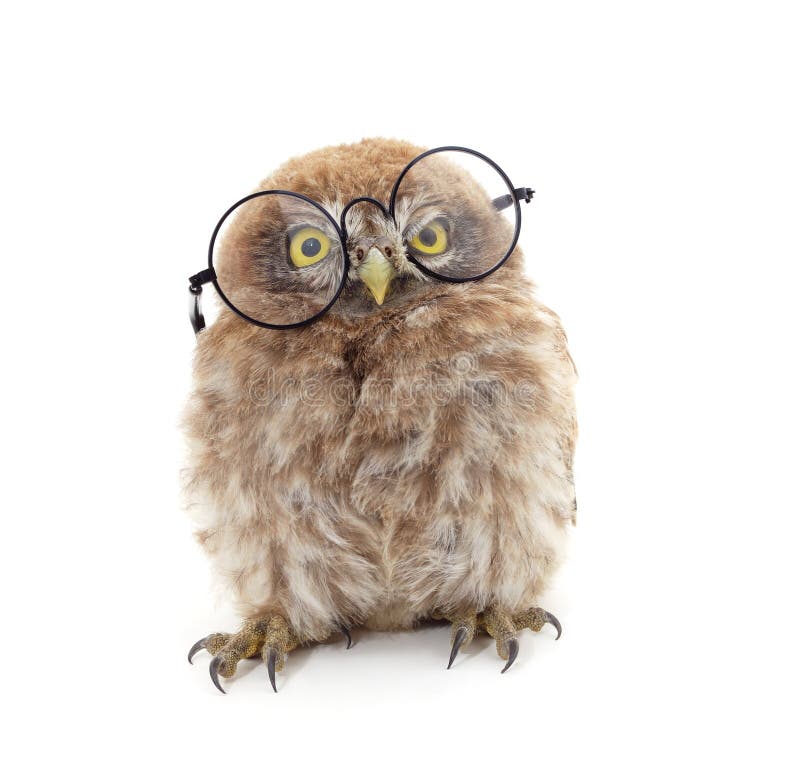 One small owl in glasses