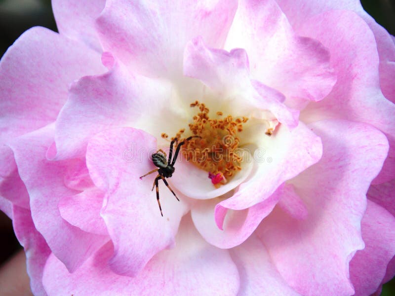 Spider on pink rose stock photo. Image of petal, spider 116529708