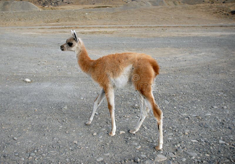 One standing baby guanaco