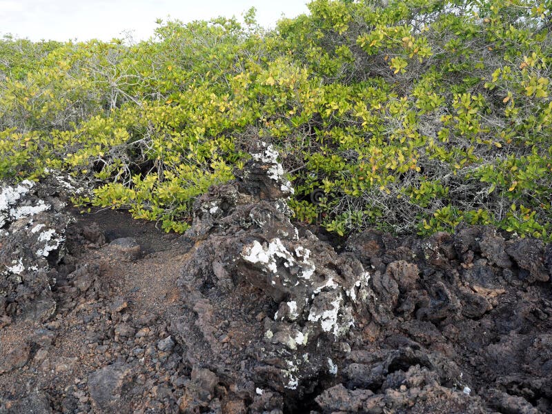 Stuffed lava on island Islote Tintoreras commemorates the moonland, Galapagos, Ecuador stock photography Stuffed lava on island Islote Tintoreras commemorates the moonland, Galapagos, Ecuador stock photography