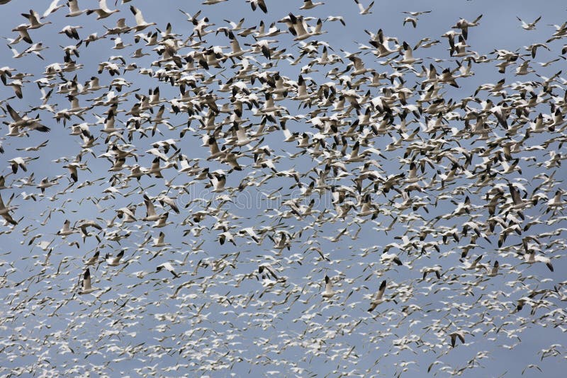 One Thousand Snow Geese