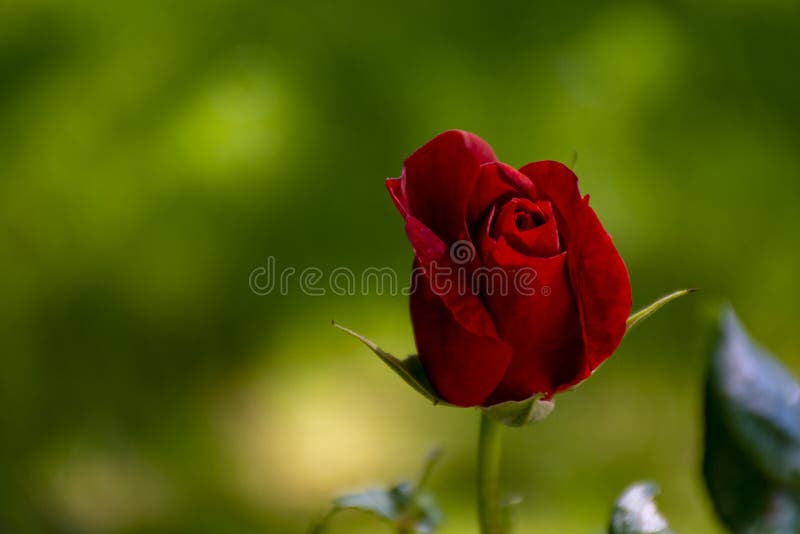 Tight Bud of Red Rose Flower Growing in Garden Stock Photo Image of