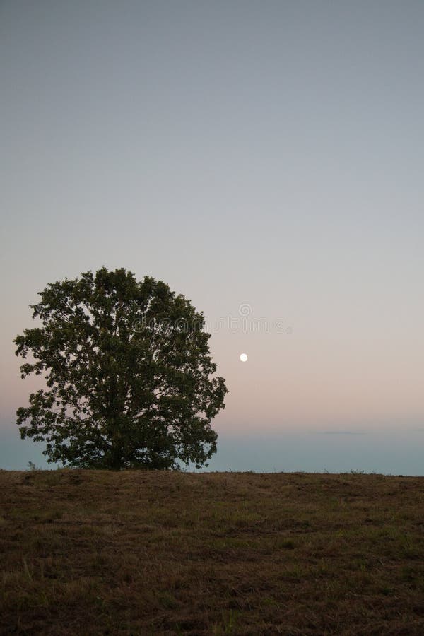 One tree in a meadow at twilight. With the moon low i the sky behind the tree. A minimalist landscape of a countryside scene in vertical orientation stock photo One tree in a meadow at twilight. With the moon low i the sky behind the tree. A minimalist landscape of a countryside scene in vertical orientation stock photo
