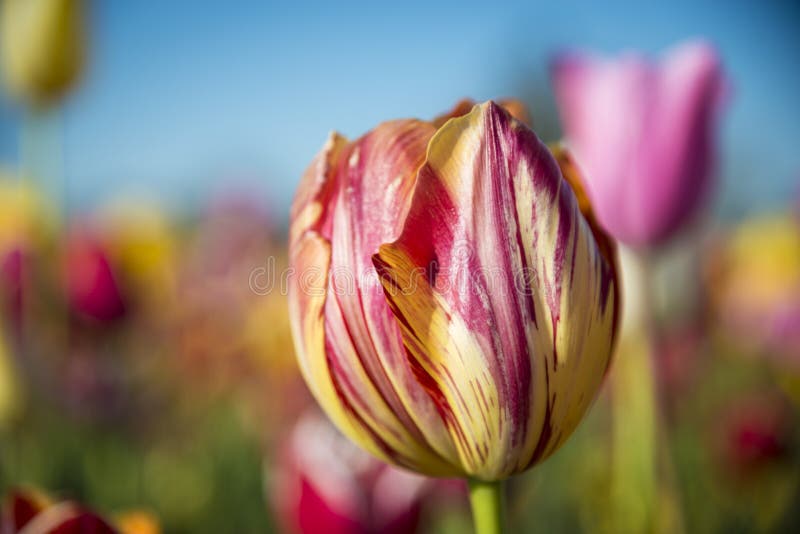 One tulip in a field of flowers