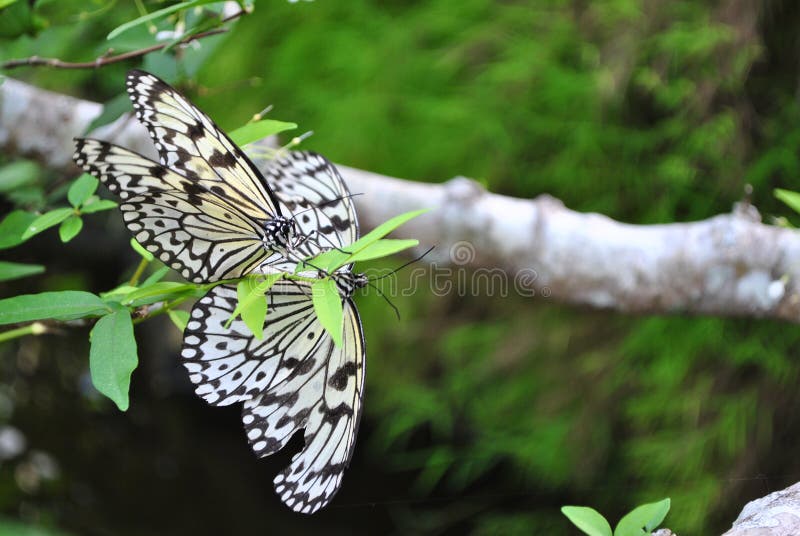 Butterfly farm penang