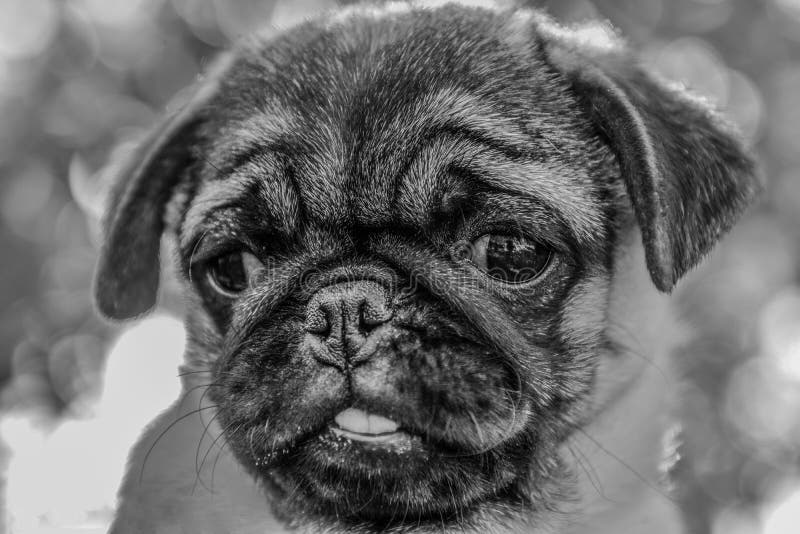 Mops stock image. Image of clouds, woodcovered, pedja 100325771