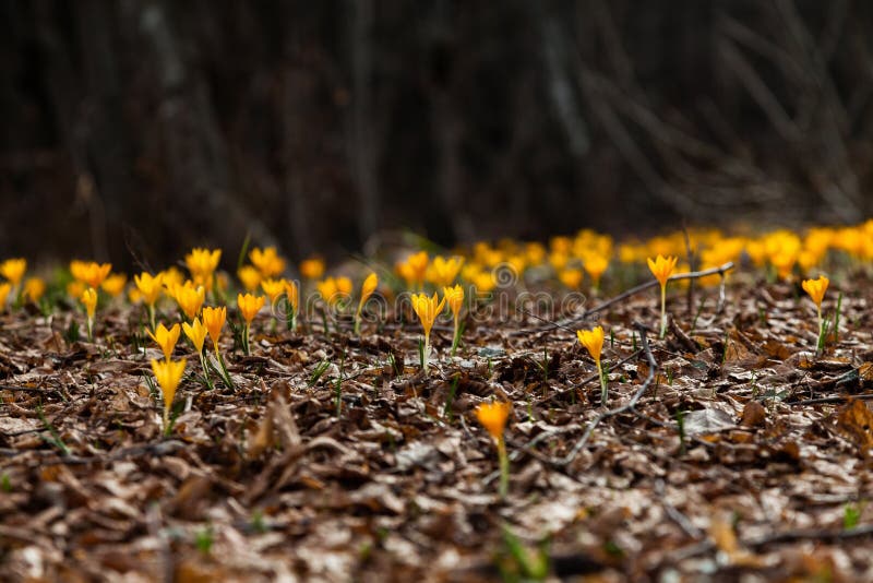 One of the Very First Flowers To Herald in Spring, this Little C Stock ...