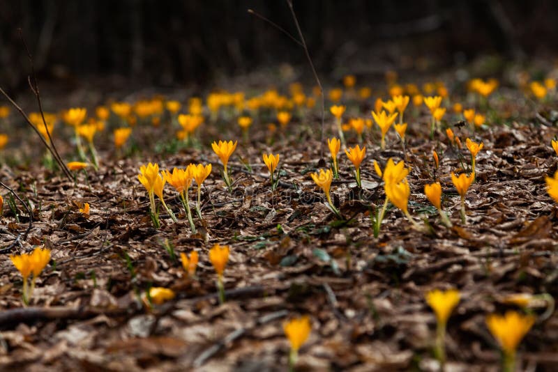 One of the Very First Flowers To Herald in Spring, this Little C Stock ...