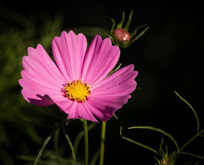 Bright Rosy Pink Cosmos Flower in Sunshine Stock Image - Image of color ...